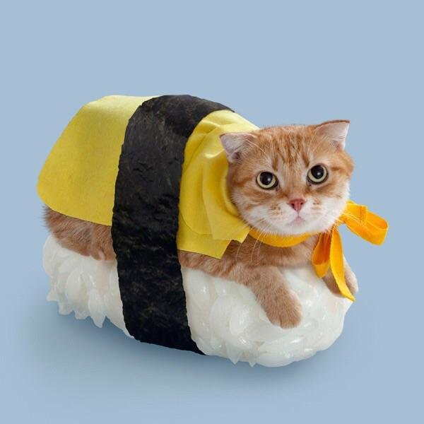 Sushi Cat